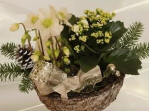 Jouluistutus jouluruusu ja tulilatva